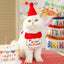 Birthday Set For Pets (Bib+Hat)