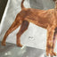 [Tiny Damage] ROYAL CANIN Adult Dry Dog Food Medium Dental Care 10kg