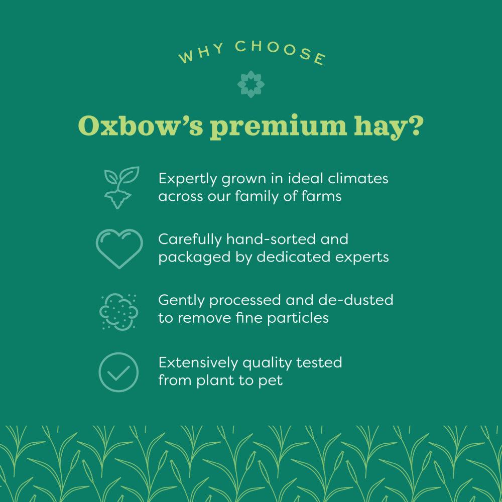 Oxbow Western Timothy Hay
