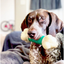 Nylabone Dog Chew Toy Double Action Bone