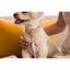 FuzzYard Life Atelier Dog Rope Lead - Soft Blush