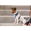 FuzzYard Life Dog Harness - Slate Grey