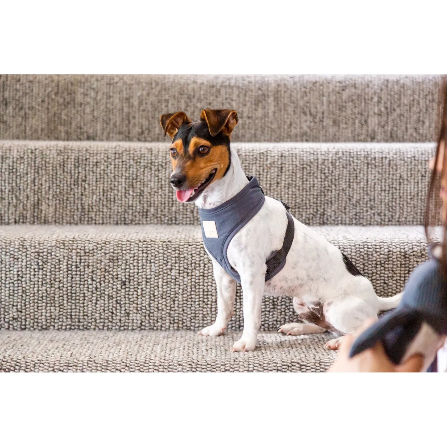 FuzzYard Life Dog Harness - Slate Grey