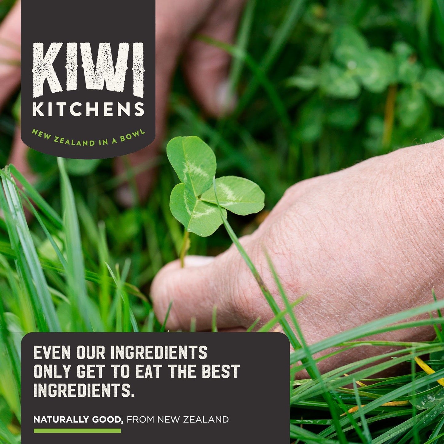 KIWI KITCHENS Freeze-Dried Cat Treat Beef Receipe