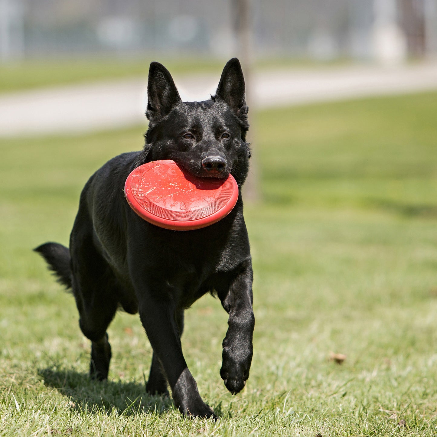 KONG Dog Toy Flyer Large