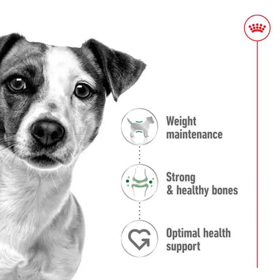ROYAL CANIN Mini Adult Dry Dog Food