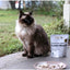 The Paw Grocer - Freeze Dried Diced Lamb Hearts For Cats