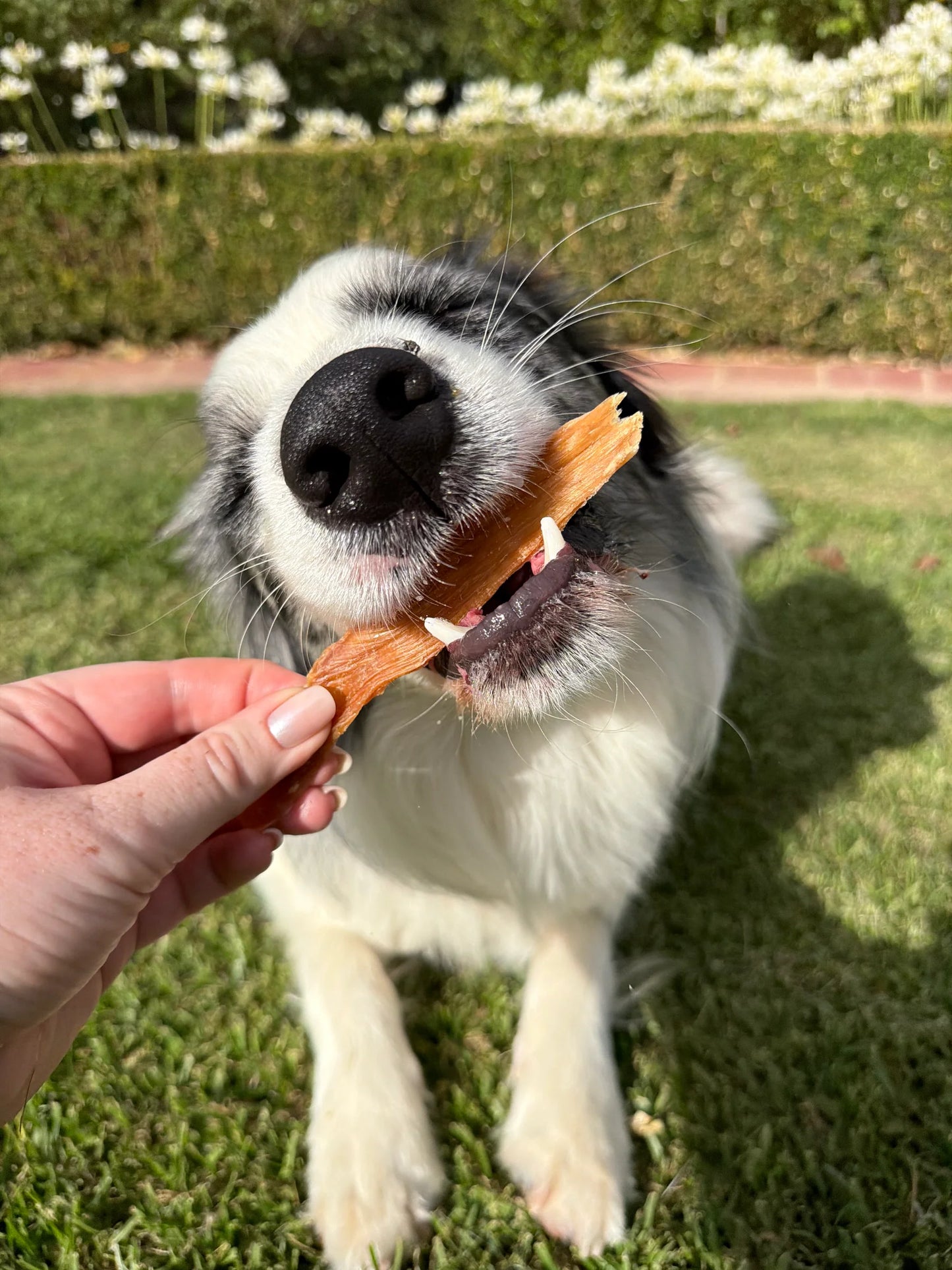 Laila and Me Dog Treat Chicken Jerky 75g