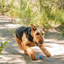 Chuckit! Dog Toy Ultra Squeaker Balls Medium 2 Pack