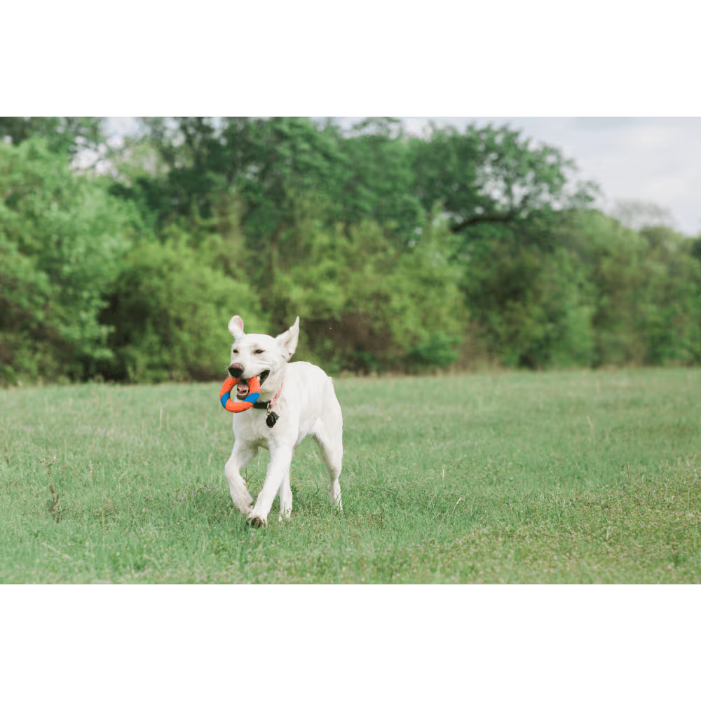 Chuckit! Dog Toy Ring Chaser Launcher