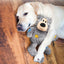 KONG Squeaky Dog Toy Wild Knots Bear