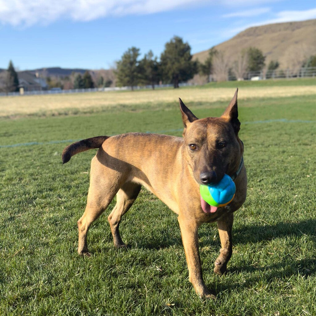 KONG Dog Toy Twists Hi Vis Ball Large