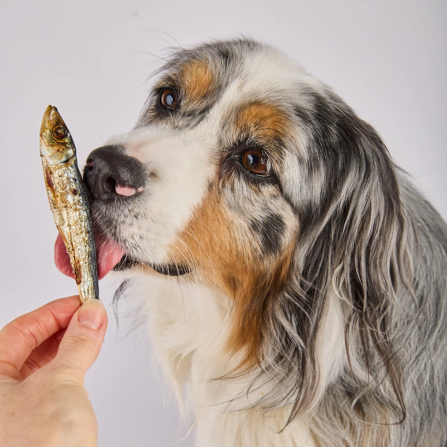 Laila and Me Dog Treat Pilchards 80g