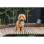 FuzzYard Life Corduroy Dog Harness - Soft Blush