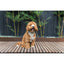 FuzzYard Life Corduroy Dog Harness - Sandstone