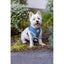 FuzzYard Life Dog Harness - French Blue