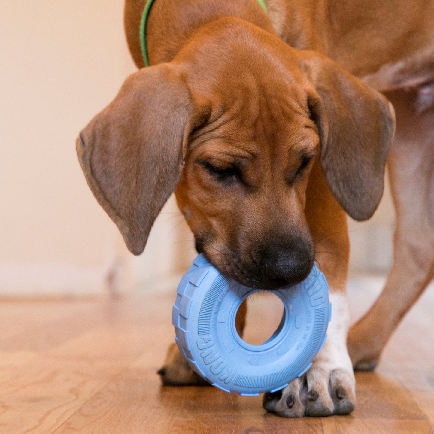 KONG Dog Toy Puppy Tires Assorted Color