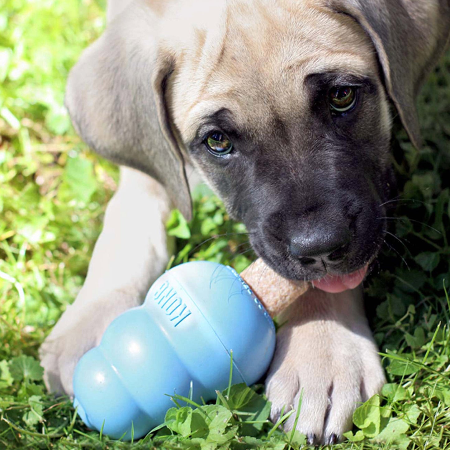 KONG Dog Ziggies Stuffins Puppy Treats