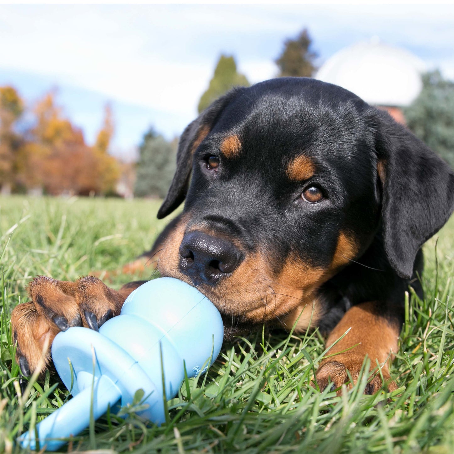 KONG Dog Toy Puppy Binkie Assorted Color