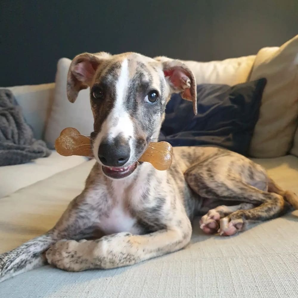 Nylabone Puppy Chew Toy Teething Bone