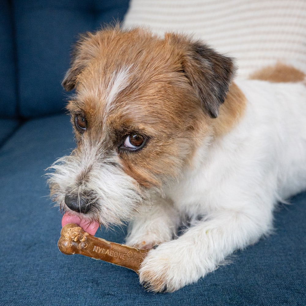 Nylabone Healthy Edibles All-Natural Long Lasting Chew Treats Beef Flavour