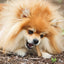 Nylabone Healthy Edibles All-Natural Long Lasting Chew Treats Beef Flavour