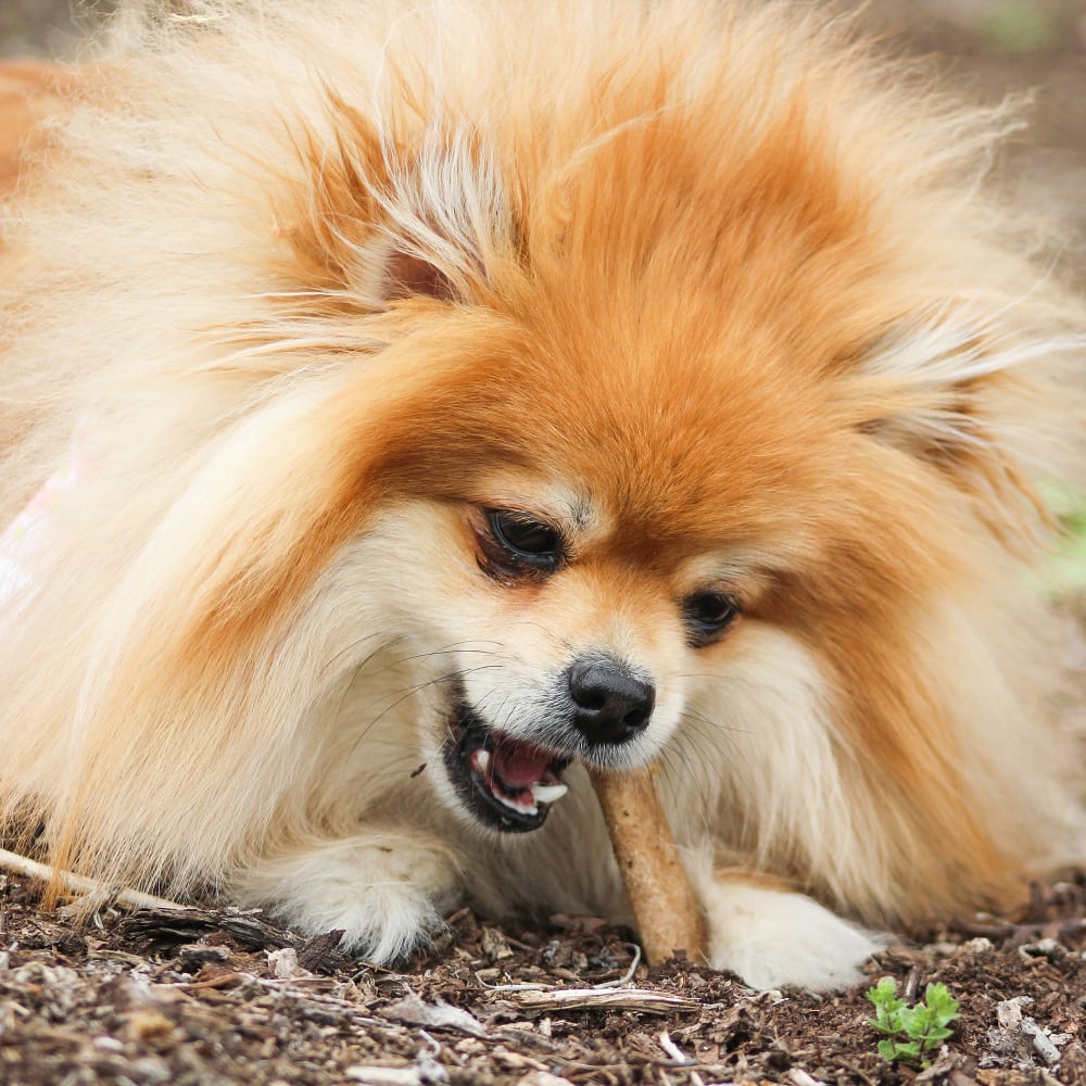 Nylabone Healthy Edibles All-Natural Long Lasting Chew Treats Beef Flavour