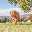 KONG Dog Toy Puppy Wubba Assorted Color