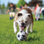 KONG Dog Toy Airdog Sport Balls Medium 3PK