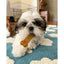 Nylabone Puppy Chew Toy Teething Bone