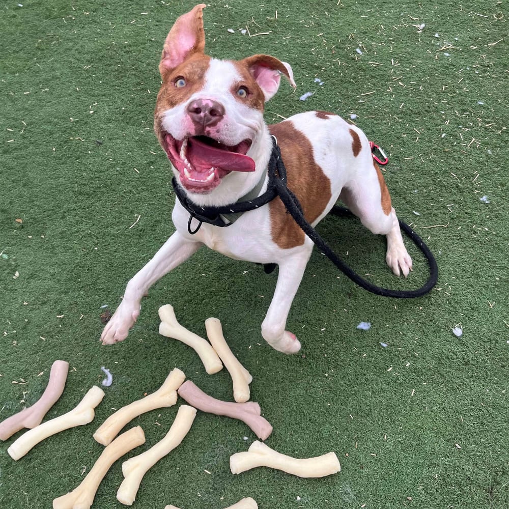 Nylabone Dog Chew Toy Strong Chew Gourmet Style Stick - Peanut Butter