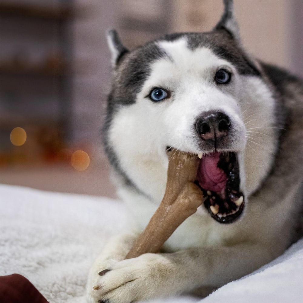 Nylabone Dog Chew Toy Strong Chew Gourmet Style Stick - Peanut Butter