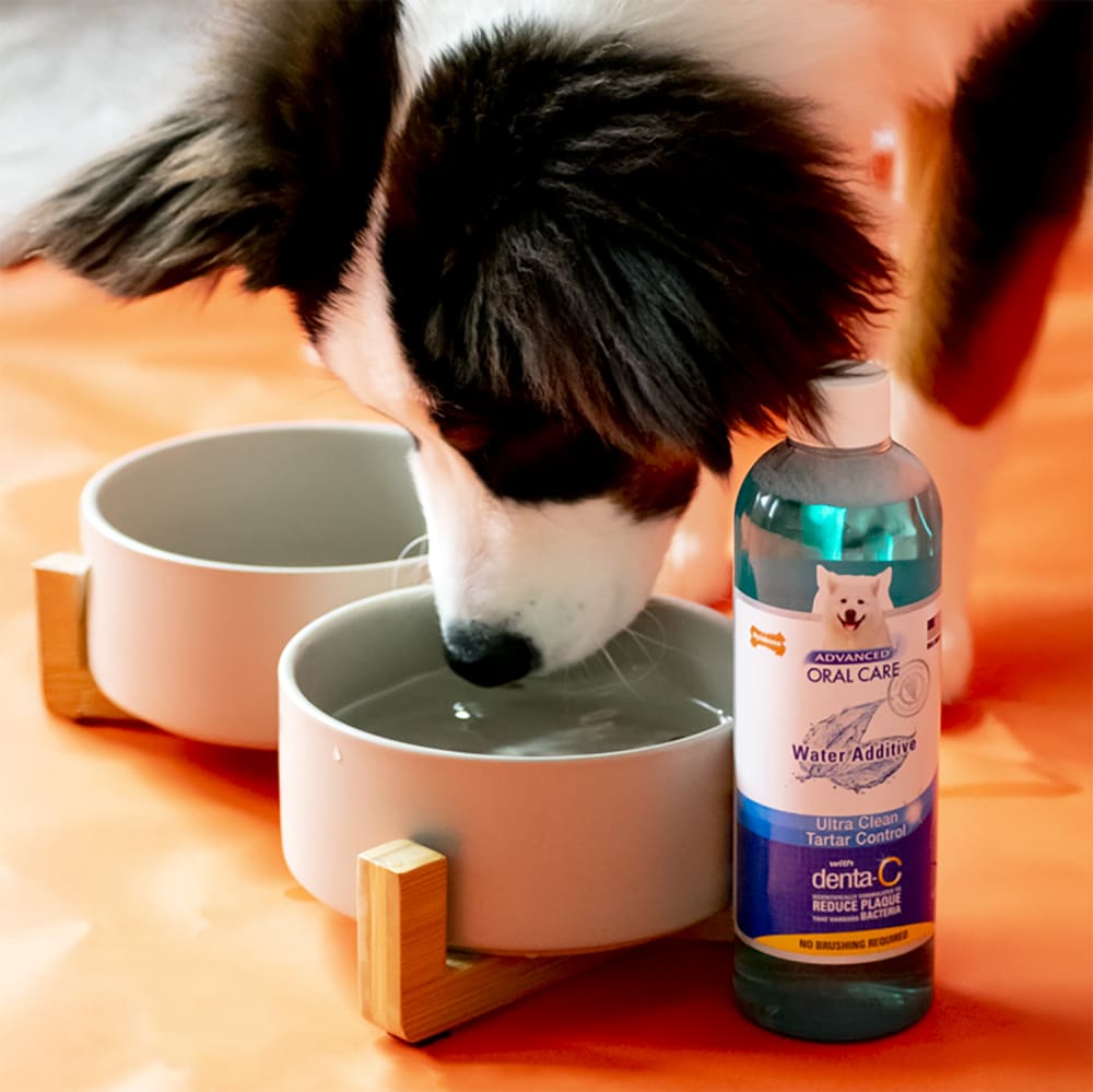 Nylabone Advanced Oral Care Water Additive for Dogs 480ml