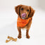 Nylabone Dog Chew Toy Strong Chew Gourmet Style Wishbone - Chicken