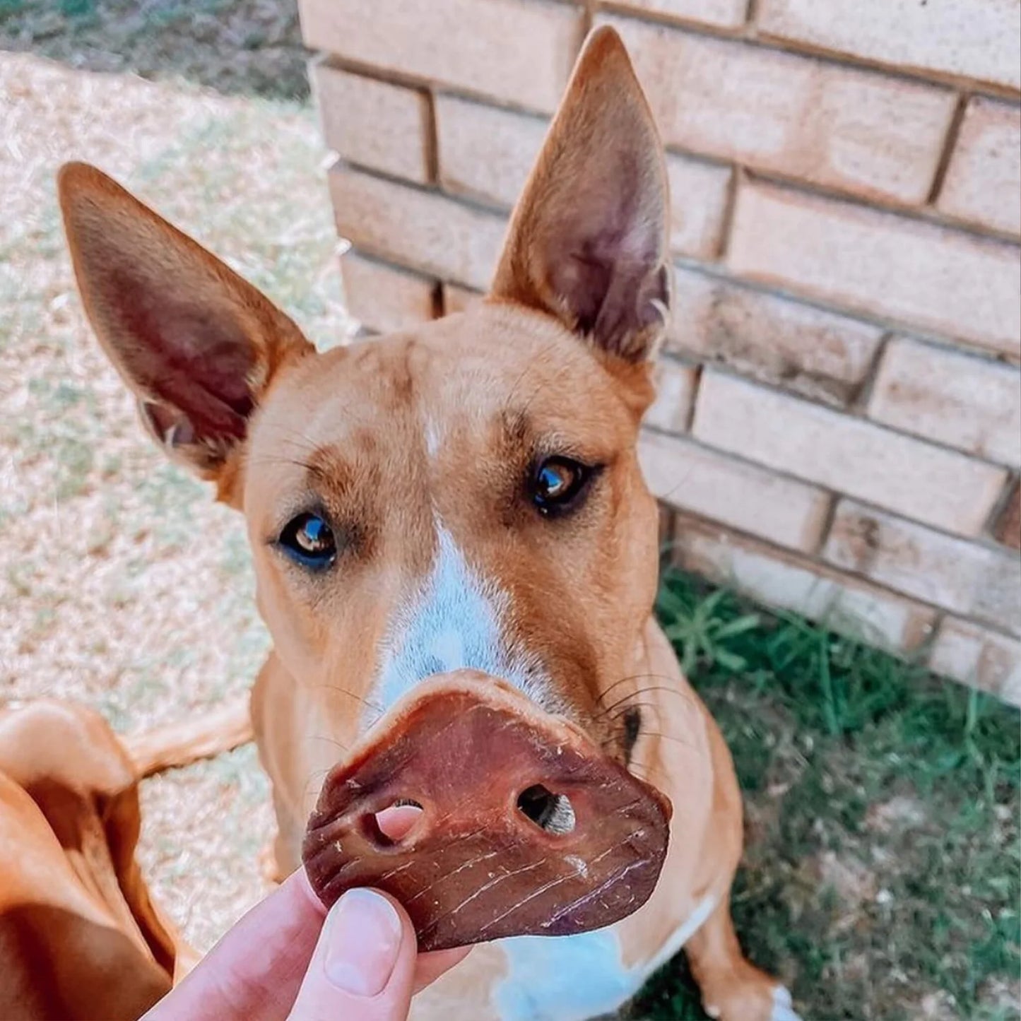 Laila and Me Dog Treat Pig Snout 120g