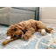 Nylabone Dog Chew Toy Flexi Chew Gumabone Original Bone