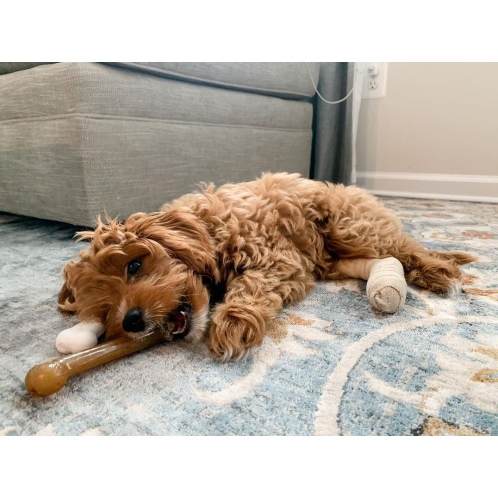 Nylabone Dog Chew Toy Flexi Chew Gumabone Original Bone