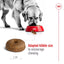 ROYAL CANIN Adult Dry Dog Food Maxi Senior 8+ 15kg