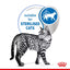 ROYAL CANIN Indoor Gravy Adult Wet Cat Food 85g x 12