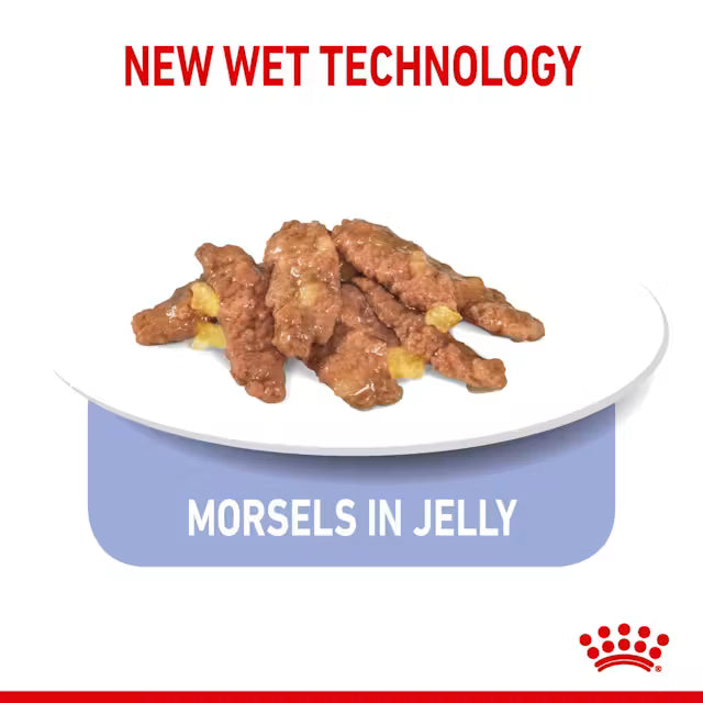 ROYAL CANIN Indoor Jelly Adult Wet Cat Food 85g x 12