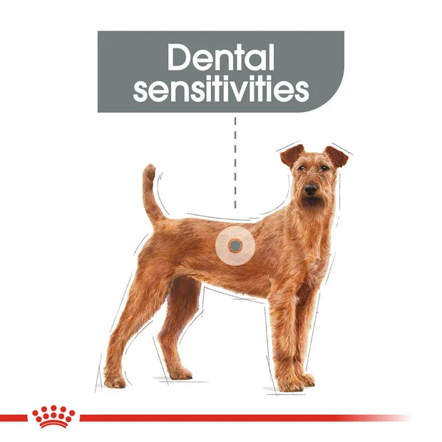 ROYAL CANIN Adult Dry Dog Food Medium Dental Care