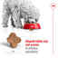 ROYAL CANIN Mini Adult 8+ Dog Food 2Kg
