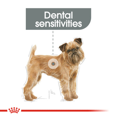 ROYAL CANIN Adult Dry Dog Food Mini Dental Care