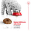 ROYAL CANIN Mini Ageing 12+ Senior Dog Food 1.5Kg