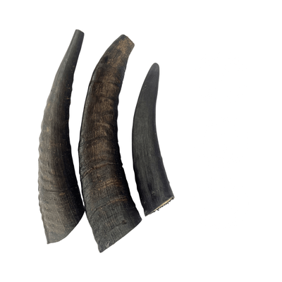 True Blue Air Dried Treats Aussie Goat Horns 3PK