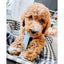 Nylabone Puppy Chew Toy Textured Teething Bone XSmall