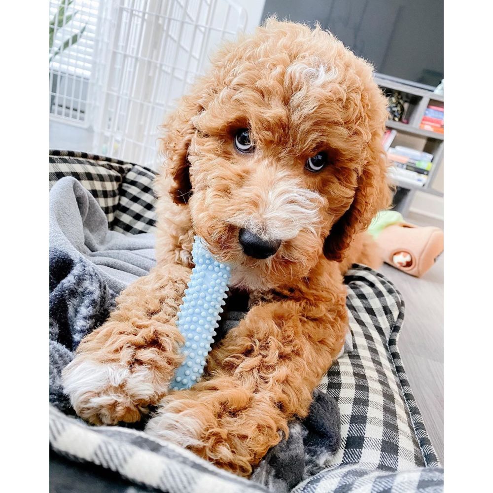 Nylabone Puppy Chew Toy Textured Teething Bone XSmall